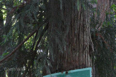 Cryptomeria japonica
